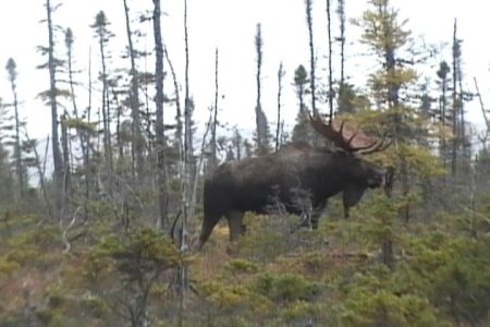 moose-2