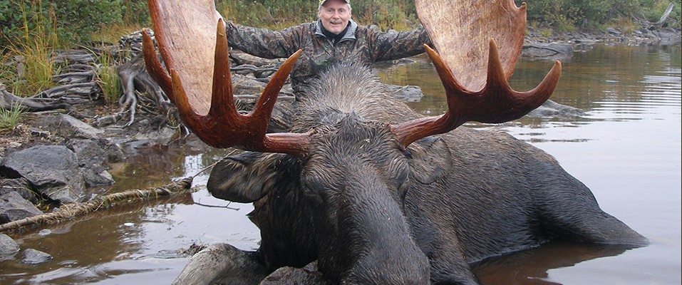 Moose