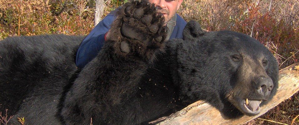 Bear